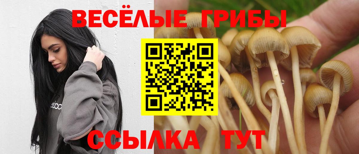 Новошахтинск  Галлюциногенные грибы Psilocybe  Вход с VPN 